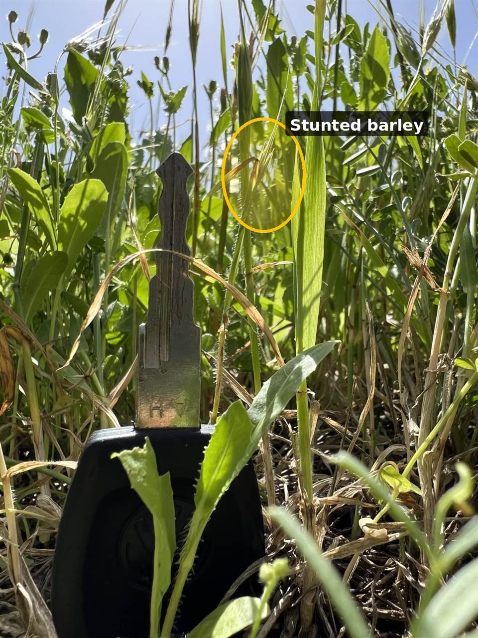 Barley plant stunted by competition